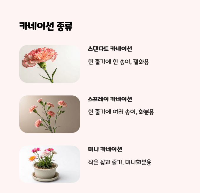 카네이션 화분