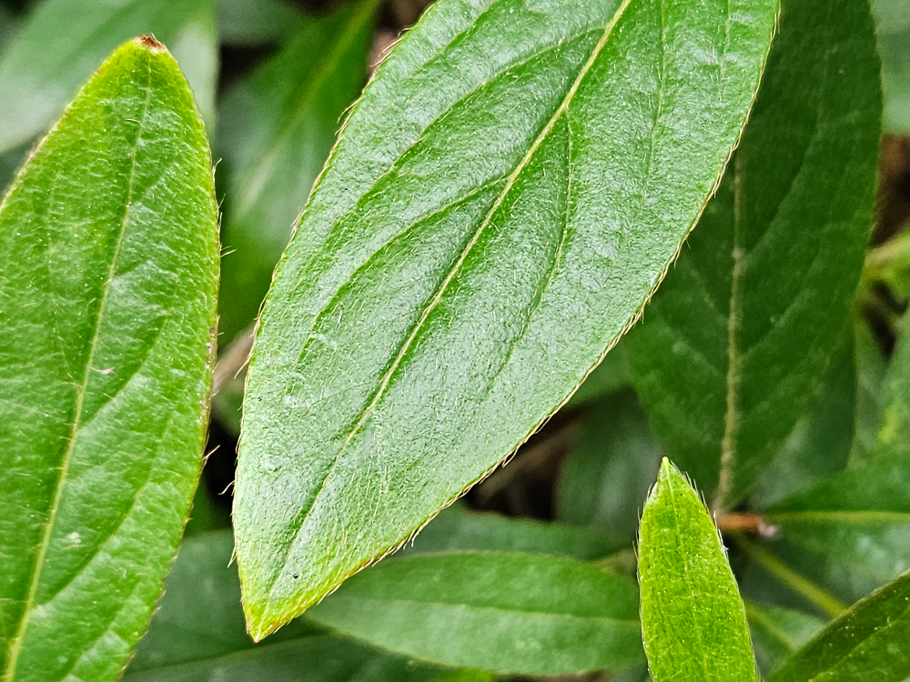 산철쭉 잎1