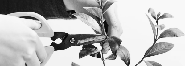 가지치기 위치, 필요성