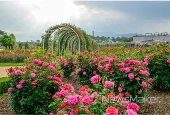 오늘이 아니라면 최적의 개화 시기는 언제인지 곡성세계장미축제에서 확인하세요_9