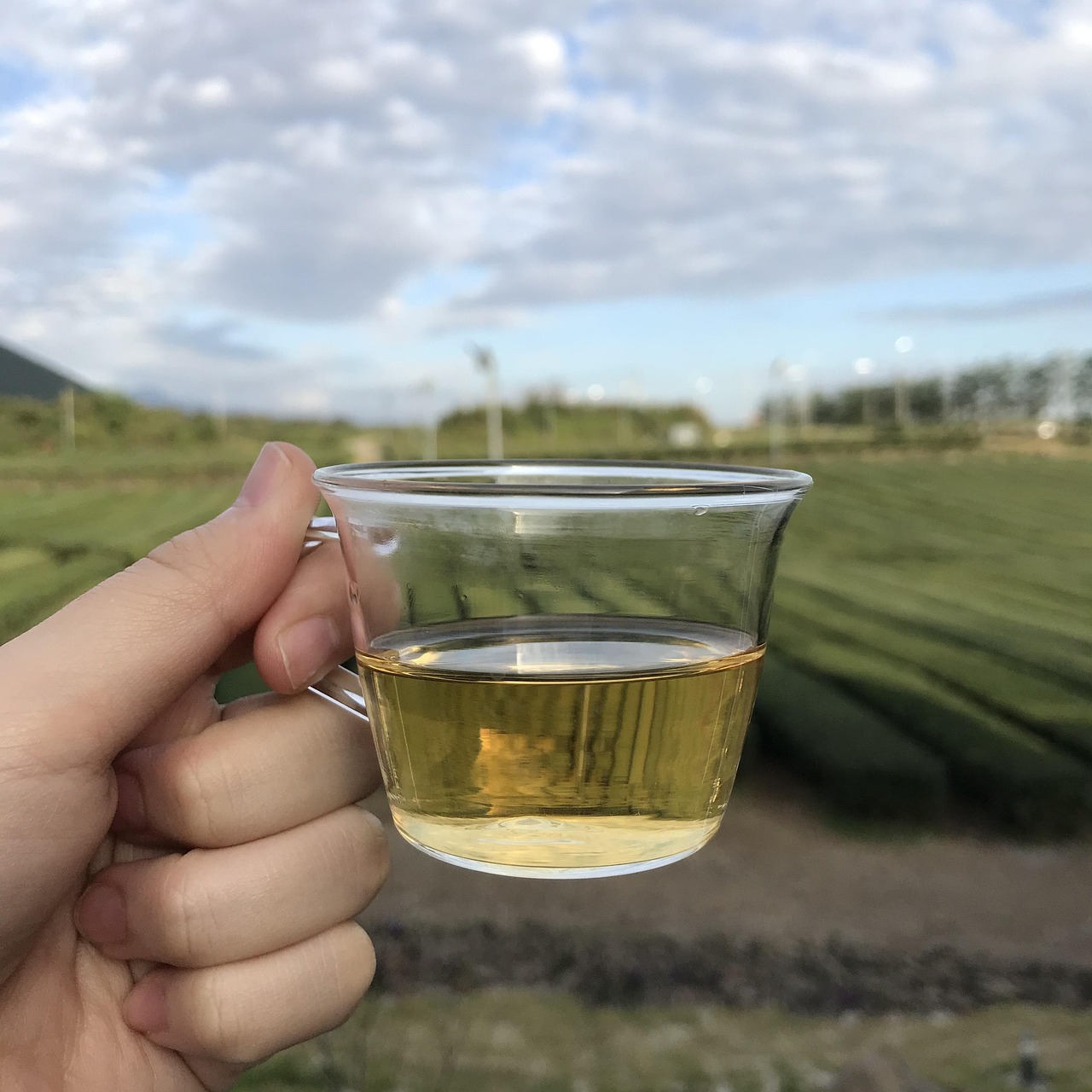 겨울에 좋은 건강 차 BEST 5