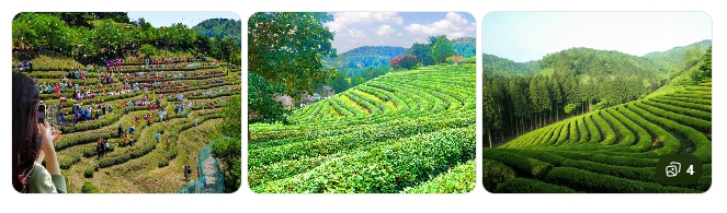 보성 녹차밭 – 봄의 초록 힐링 명소