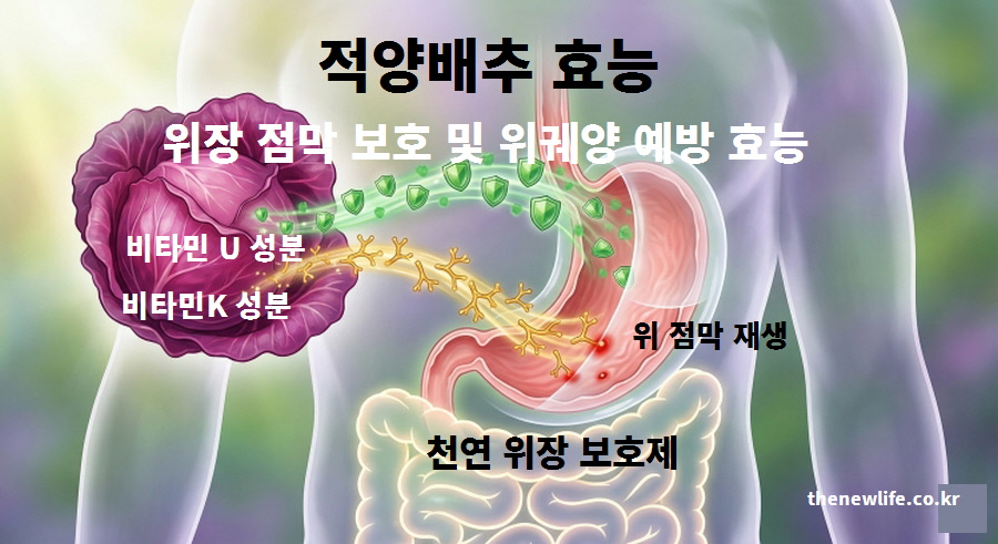적양배추의 비타민 U와 K 성분이 위장 점막을 재생하고 위궤양을 예방하여 천연 위장 보호제 역할을 하는 원리를 설명한 이미지