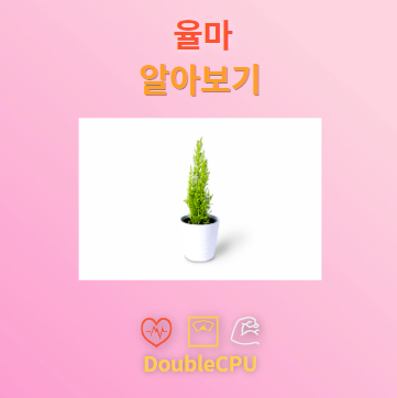 율마 탐구