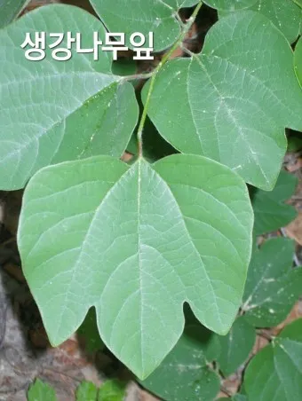 생강나무 꽃 개화시기 모양 특징_6