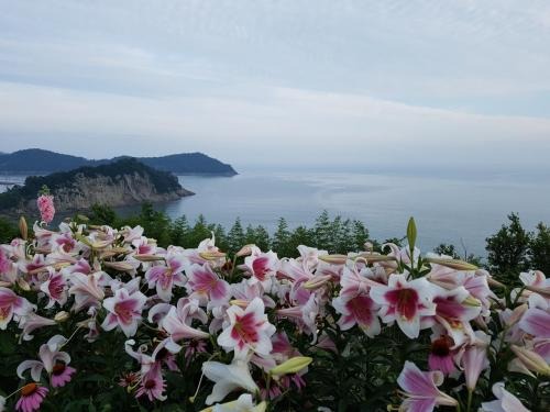 고흥 쑥섬 수국정원