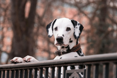 크루엘라, 악당의 가면 뒤에 숨겨진 또 다른 자아