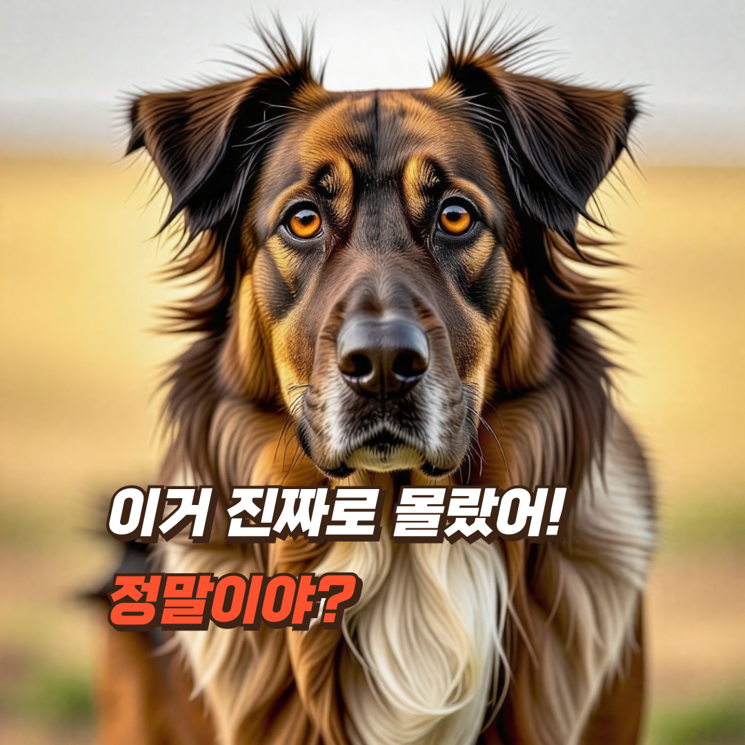 강아지-산책-시간