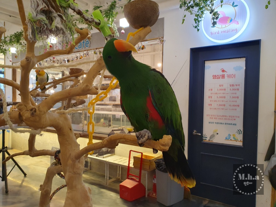 배곧 버드 힐링 앵무새 체험