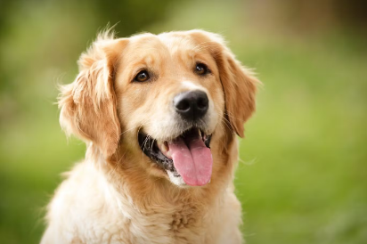 골든 리트리버