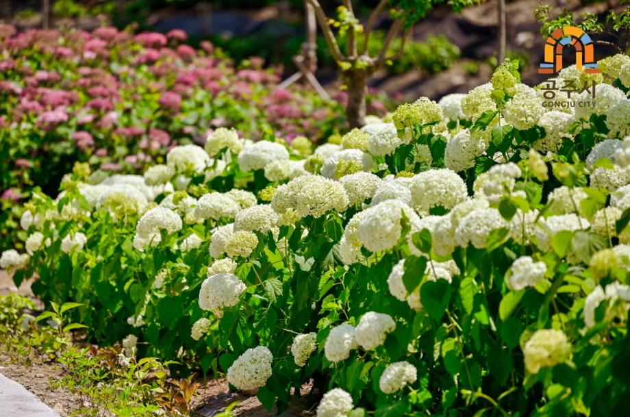 유구색동 수국축제