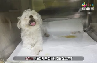 강아지 복막염 원인과 치료 방법_16