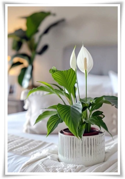 화초 &quot;리시안셔스&quot; 장미인 듯 장미 아닌 변치 않는 사랑의 꽃!