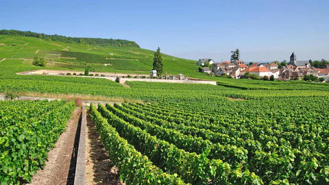 Premier Cru