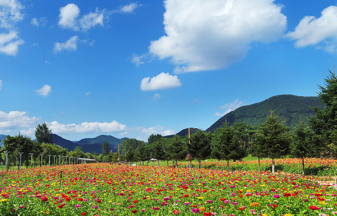 2024 가평 자라섬 꽃 페스타: 북한강 가을 꽃축제&amp;#44; 프로그램&amp;#44; 주차팁