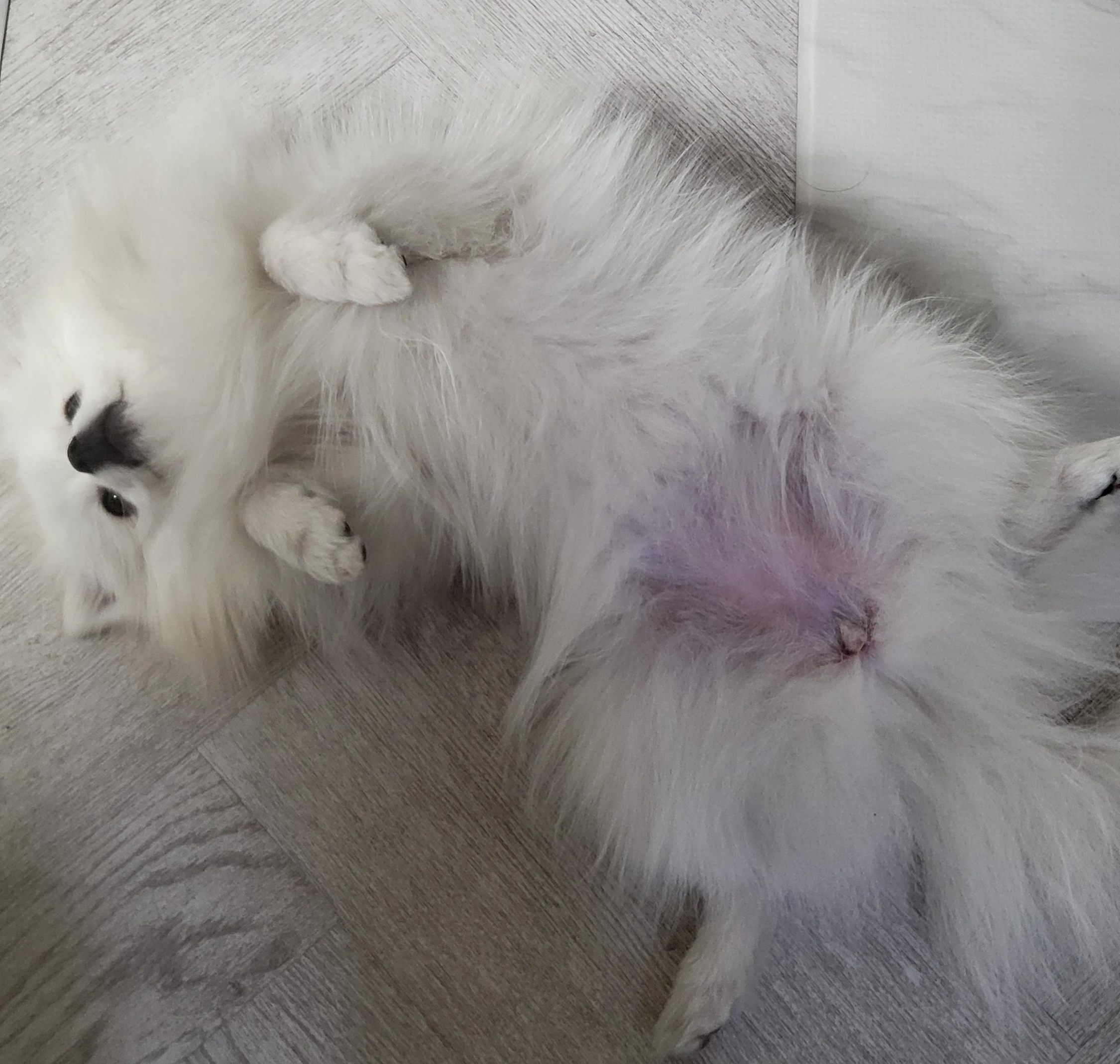 배를 까고 있는 하콩