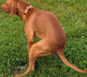 강아지 산책 준비물 리스트 필수 용품 추천