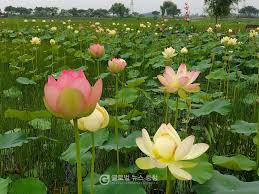 2024년 제 7회 당진합덕 연꽃축제 기본일정과 프로그램 정리 홍진영 김연자 출연