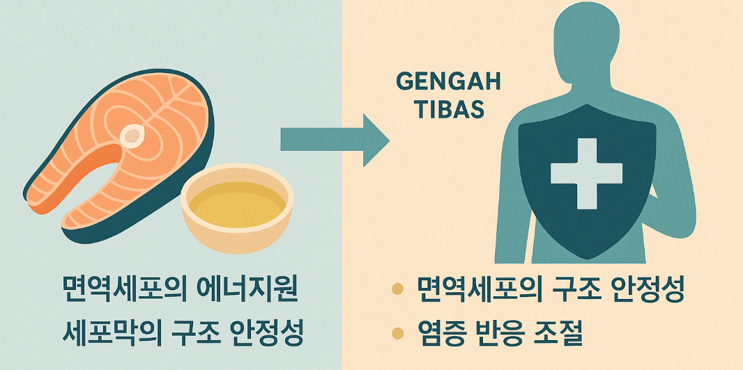 지방 섭취가 면역세포 안정성과 염증 조절에 도움이 되는 과정을 설명한 연어&middot;오일&middot;방패 아이콘 인포그래픽