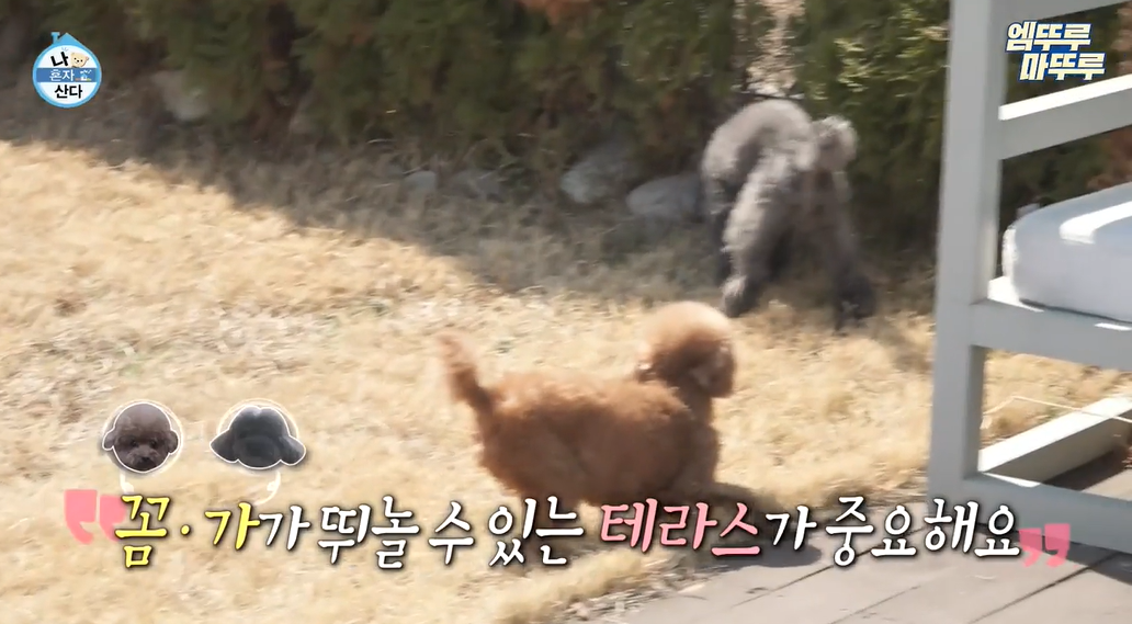 이미지 출처: MBC 나혼자산다 엠뚜루마뚜루 클립 키의 반려견들이 테라스 잔디에서 뛰노는 모습