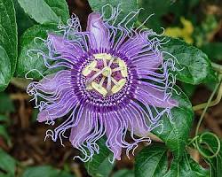 시계초 이미지 사진