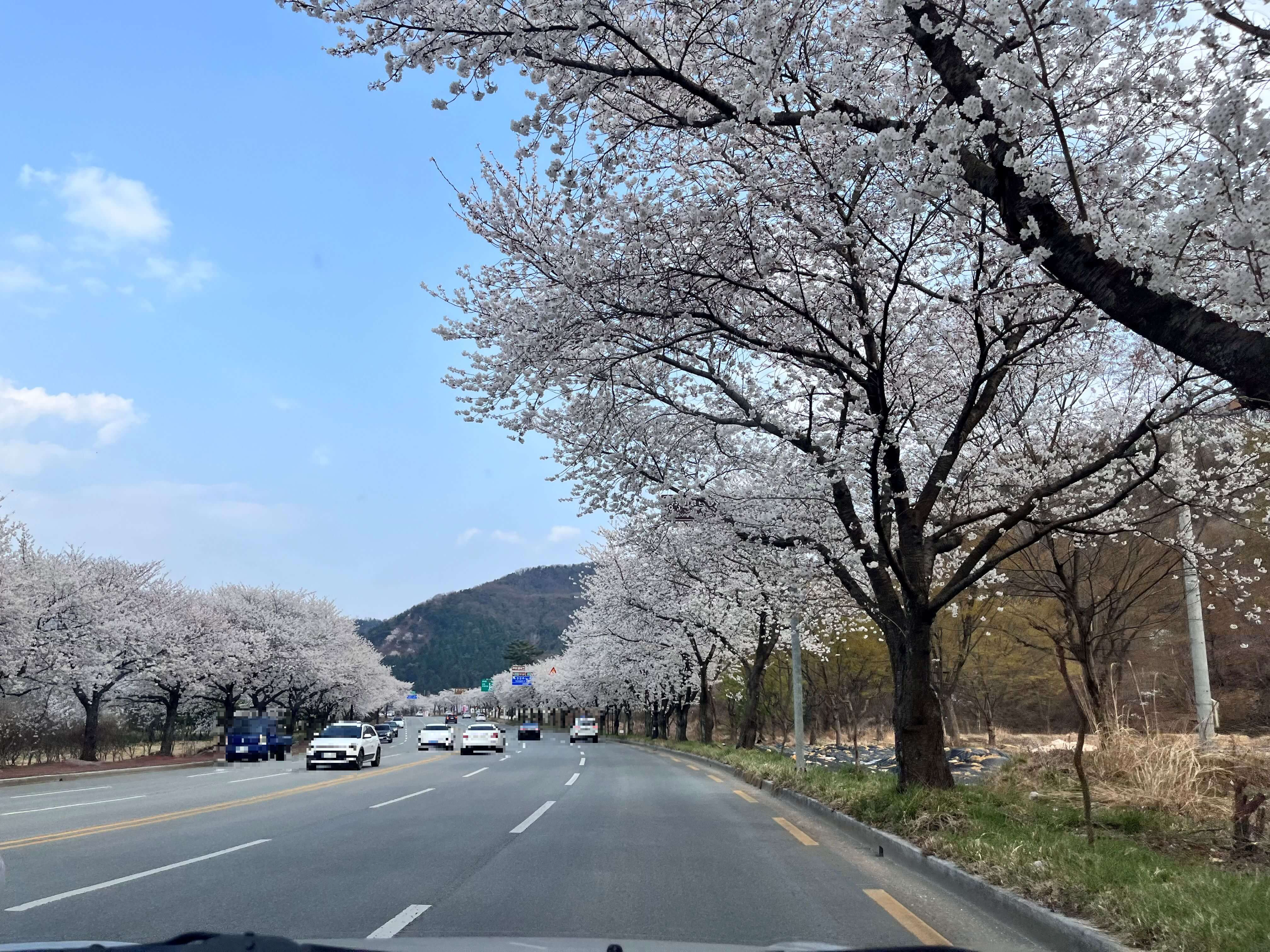 경주 벚꽃길