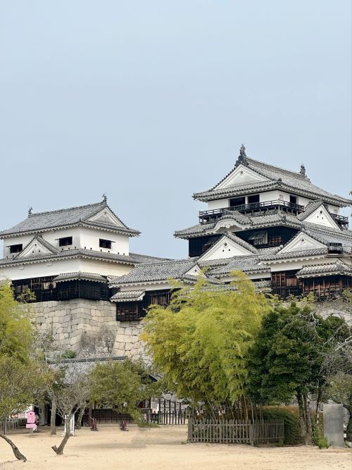 일본 소도시 여행 마쓰야마 벚꽃 온천 여행기