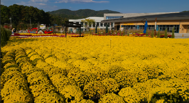 옥정호 출렁다리