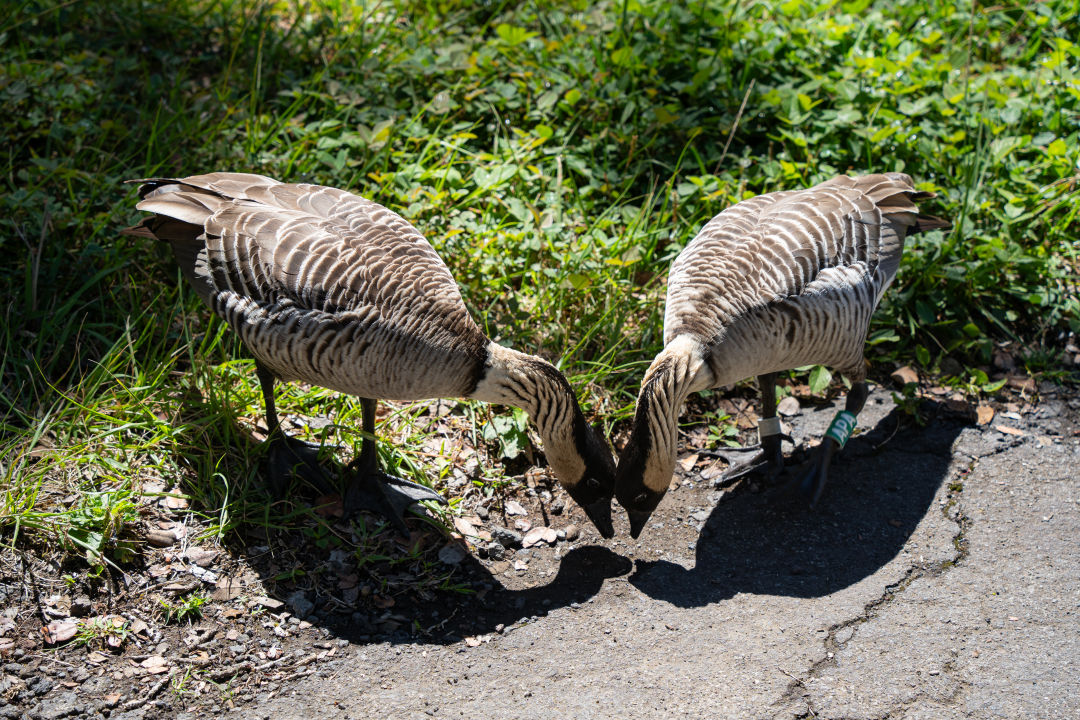 데바스테이션 트레일 동물