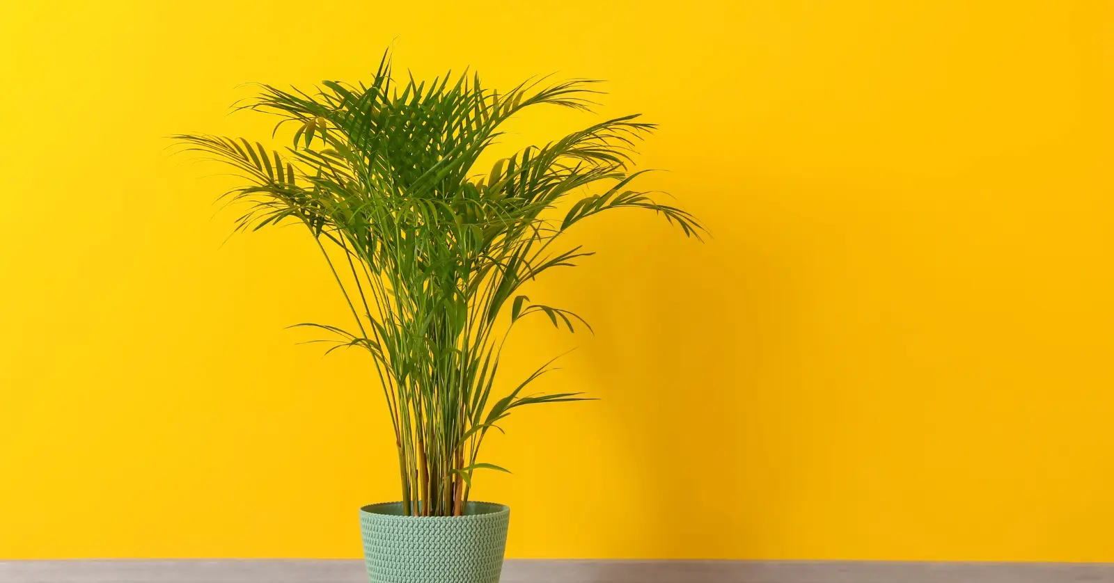 식물이름 찾기 어플, 왜 필요한가요?