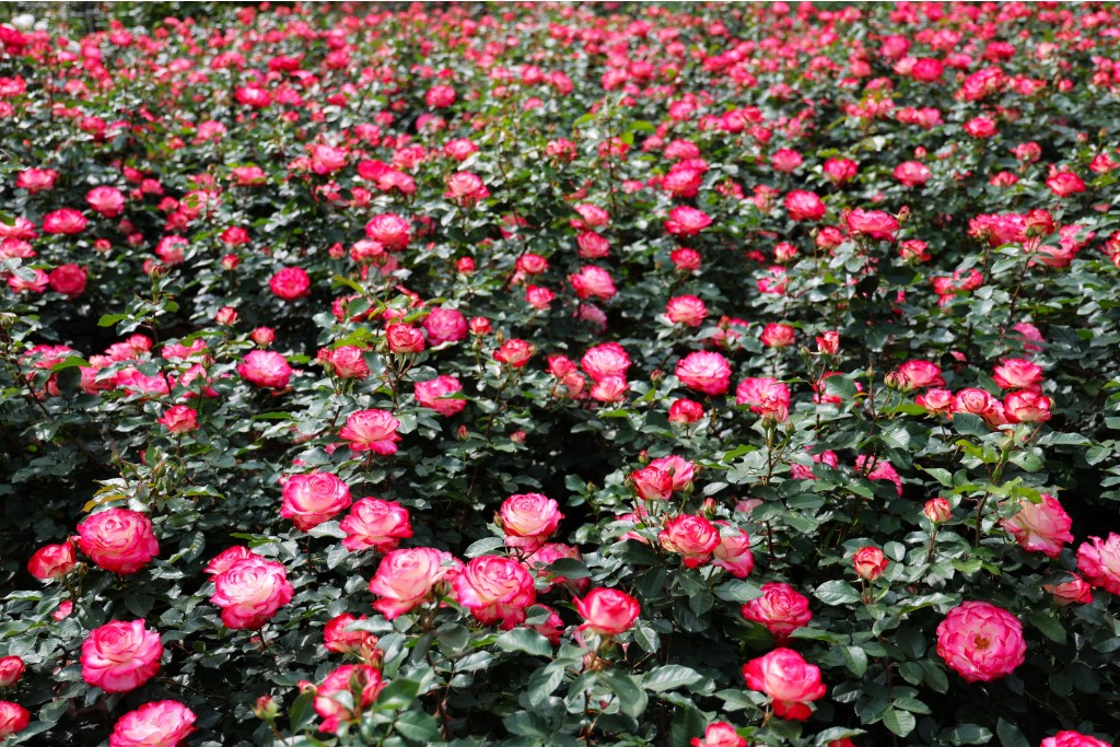 부천 백만송이 장미원 장미축제