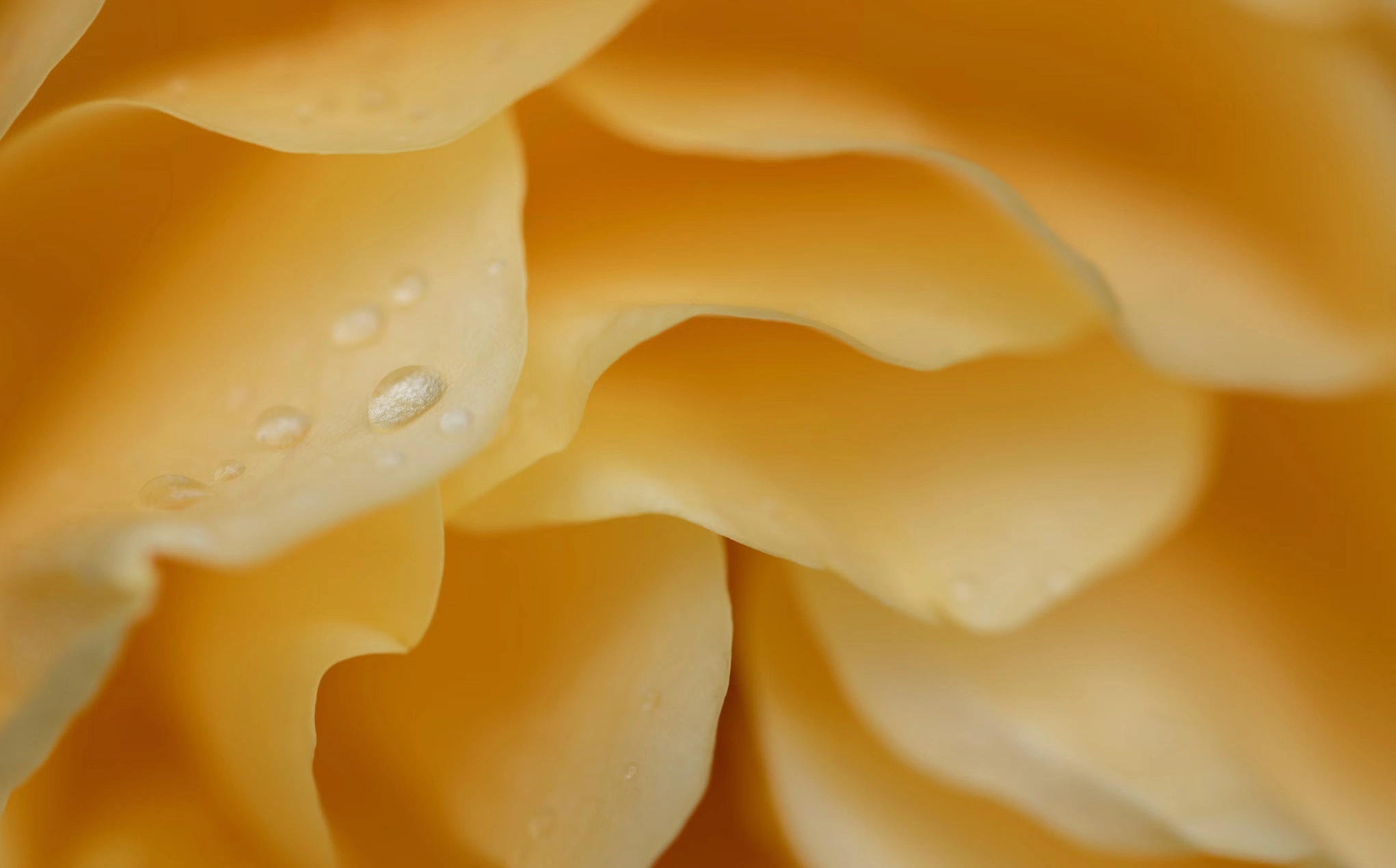 체다치즈 부작용