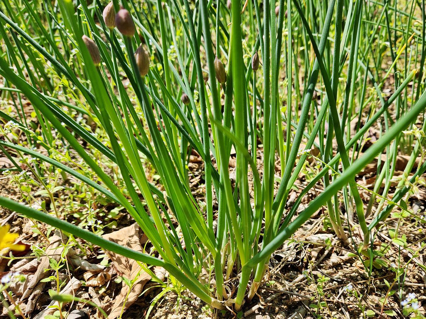 차이브 (골파) chive