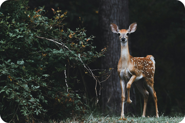 꽃사슴 이미지 출처: 피나클랜드 공식 홈페이지
