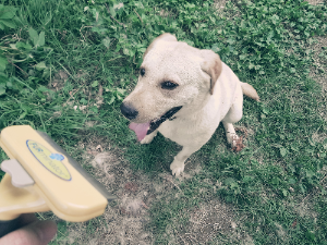 강아지가 털이 빠지는 7가지 이유.