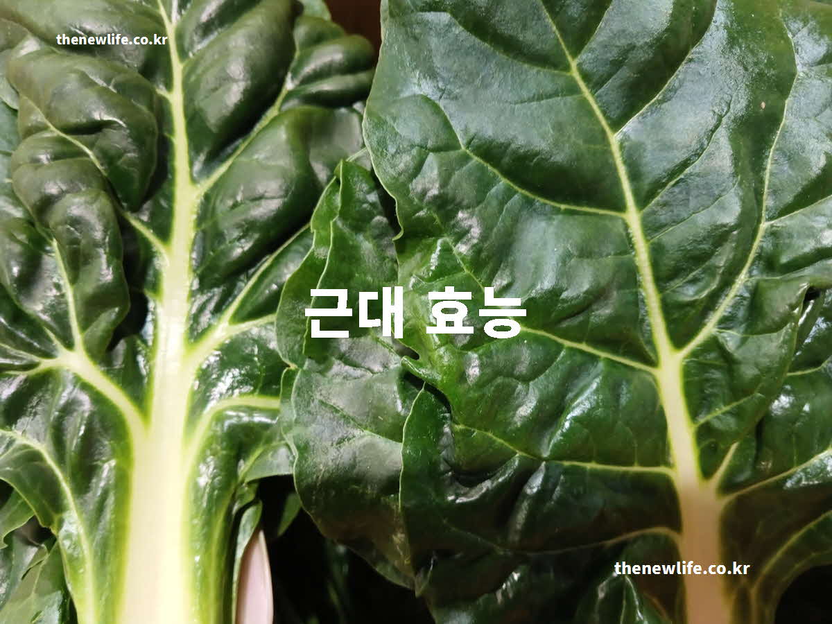 근대 효능 대표 실사진