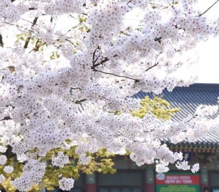 양천구 벚꽃