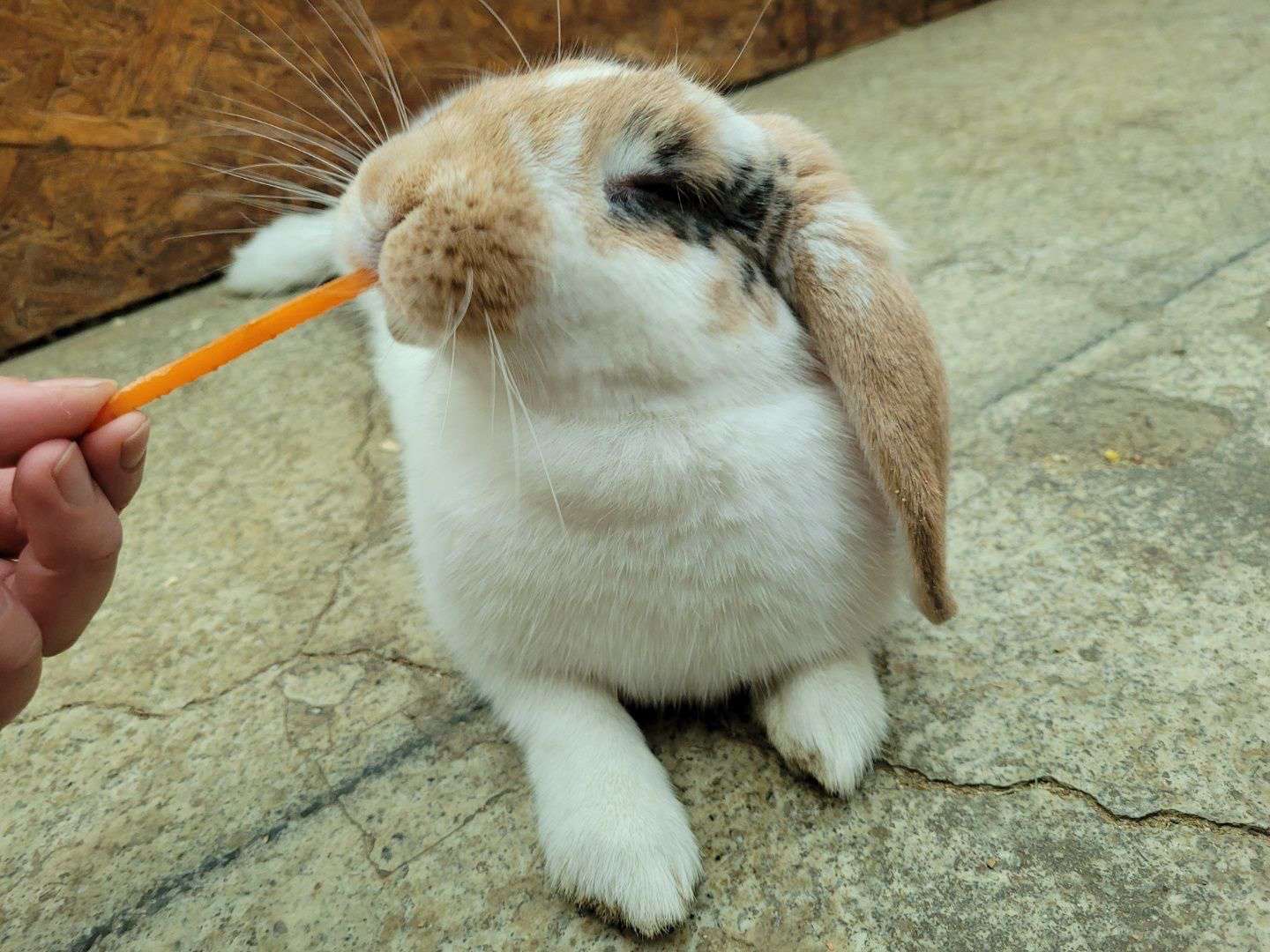 냠냠 토끼