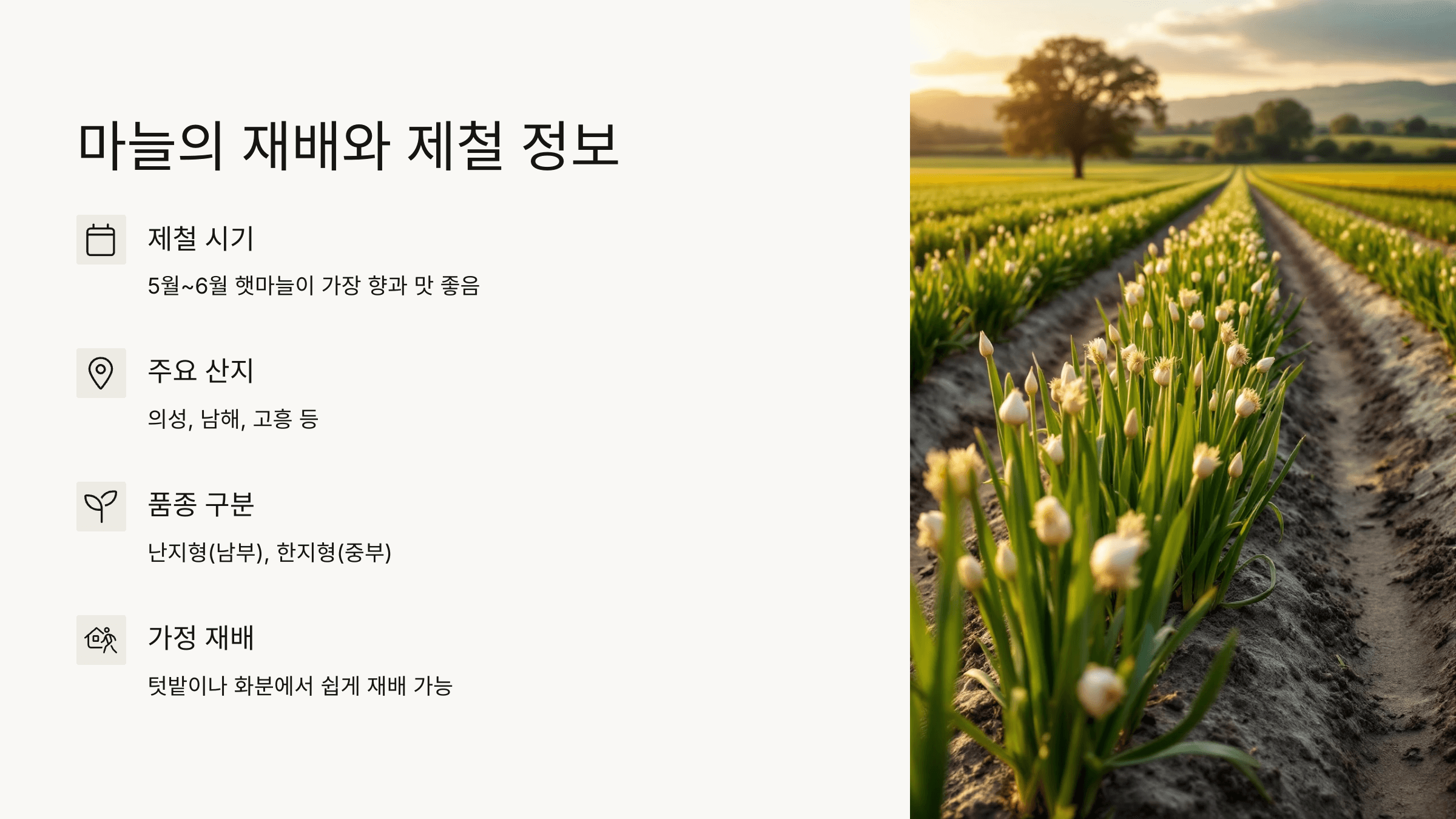 마늘 사진입니다.