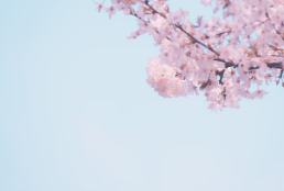 벚꽃