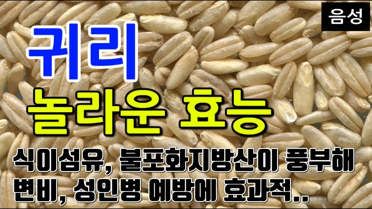 귀리 효능과 부작용 귀리 오트밀 차이점 안내_3