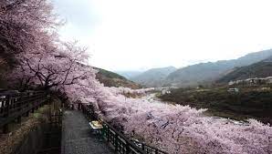 피나클랜드 튤립 수선화 축제 서산수선화축제 피나클랜드 튤립 수선화 축제 기본정보 신안 수선화축제 화담숲 봄 수선화 축제 선도 수선화축제 제주 한림공원 수선화 축제 태안 수선화축제 피나클랜드 튤립 수선화 축제 리뷰 피나클랜드 튤립 수선화 축제 함께 볼만한 축제 피나클랜드 수선화 튤립 축제 지도수선화축제 지도읍 수선화축제 신안 선도 수선화축제 수선화 수선화 꽃말 한림공원 매화축제 수선화피는시기 수선화섬 신안수선화축제 선도수선화축제 태안수선화축제 제주 수선화축제 한림공원 수선화축제 섬 수선화축제 수선화 축제 제주시 수선화축제 아산 수선화축제 피나클랜드 수선화축제 서천아리랜드 동백꽃 수선화축제 아리랜드 동백꽃 수선화축제 아리랜드 동백 수선화축제 네이처월드 수선화축제 네이쳐월드 수선화축제 서천 아리랜드 수선화축제 태안꽃축제장 수선화축제 태안빛축제 수선화축제 동백꽃 수선화축제 태안빛축제장 수선화축제 아리랜드 수선화축제 서산 수선화축제 서산 유기방가옥 수선화축제 서산 수선화 축제 선도 수선화 축제