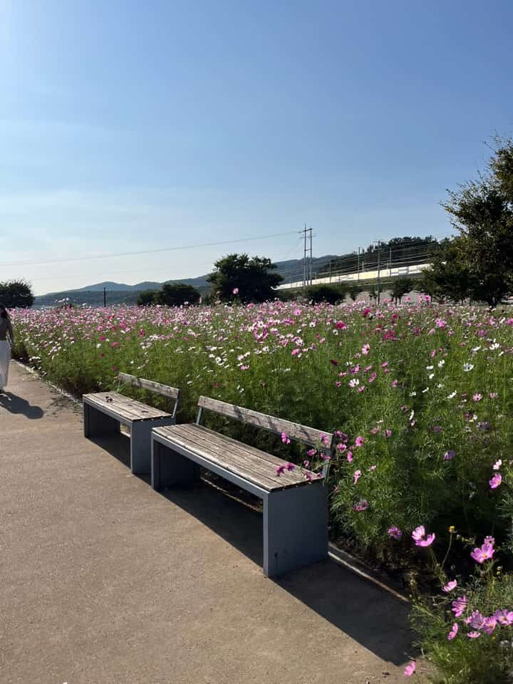 대부 잠수교 코스모스