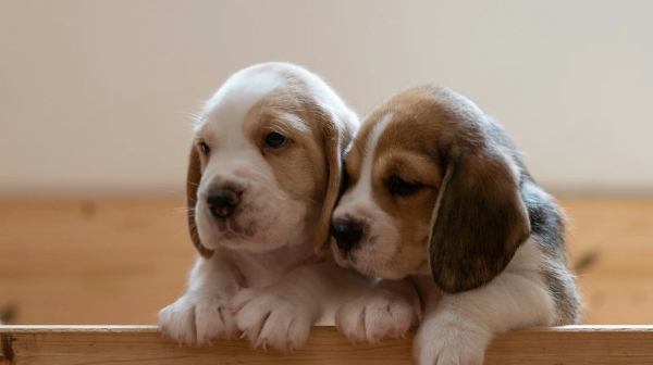 새끼 강아지 두마리