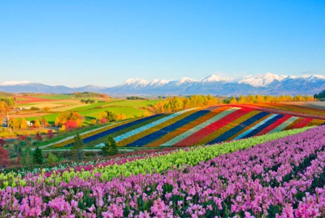 꽃놀이 가기전 여러가지 정보를 습득 후 헤메지 않고 꽃놀이 간 사진