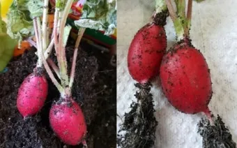 래디시 재배 직파 요령 솎아주기 토양 pH 맞추기_7