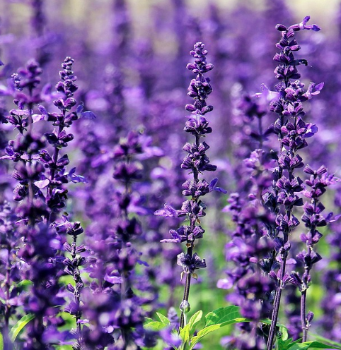 2025 퍼플섬 라벤더 축제