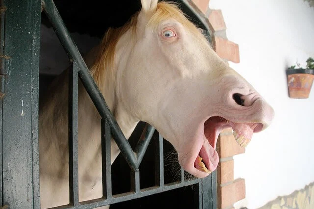 입냄새 개선 방법