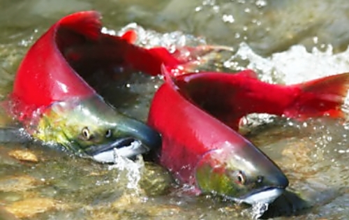 아스타잔틴 성분