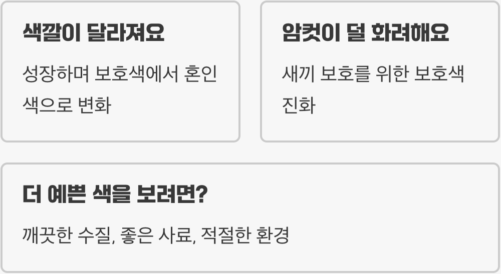 시클리드, 왜 이렇게 다채로운 색을 가질까?